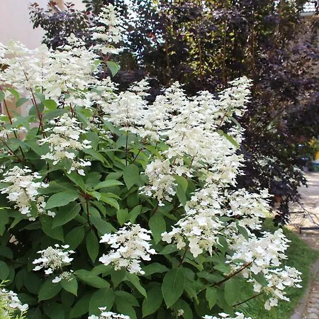 Schillings 아파트 *