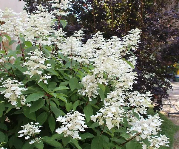 Schillings Апартаменты *